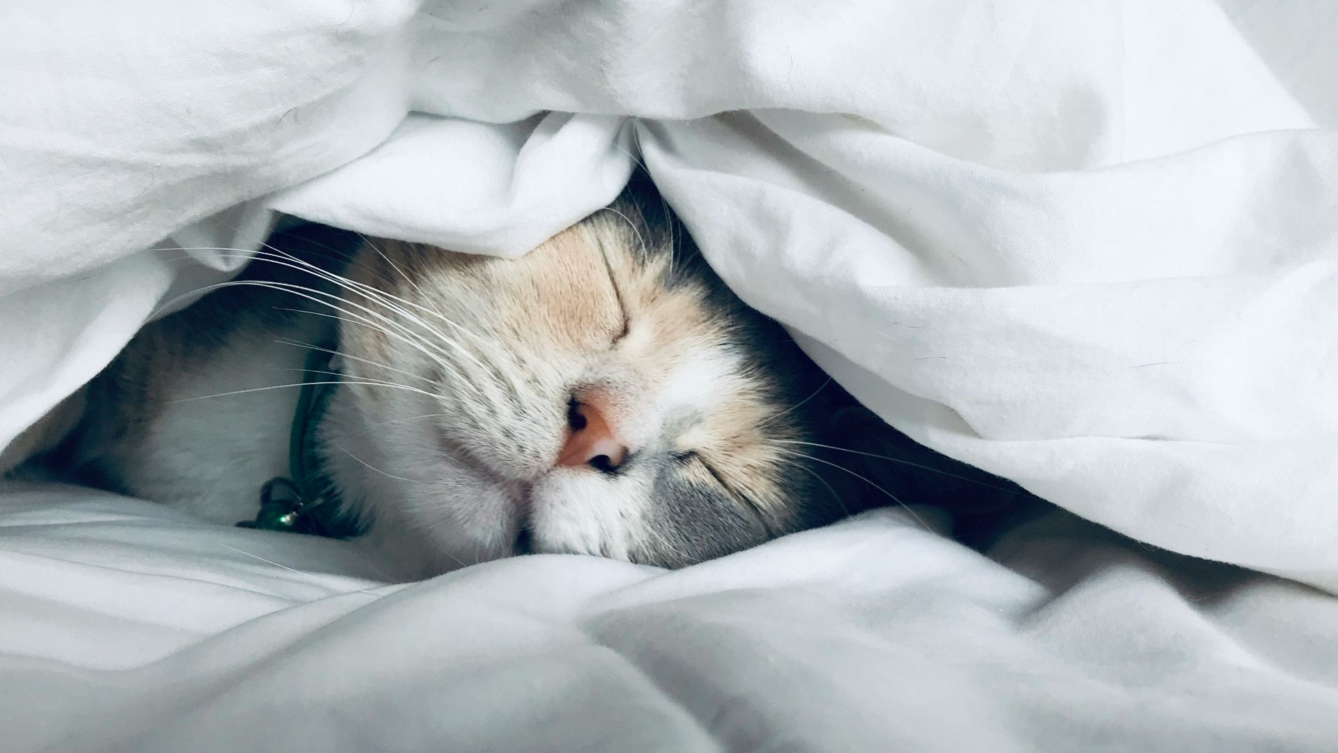 white cat sleeps under white comforter
