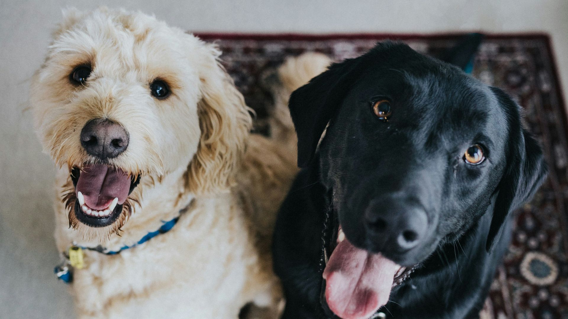 two dogs sitting on maroon area rug