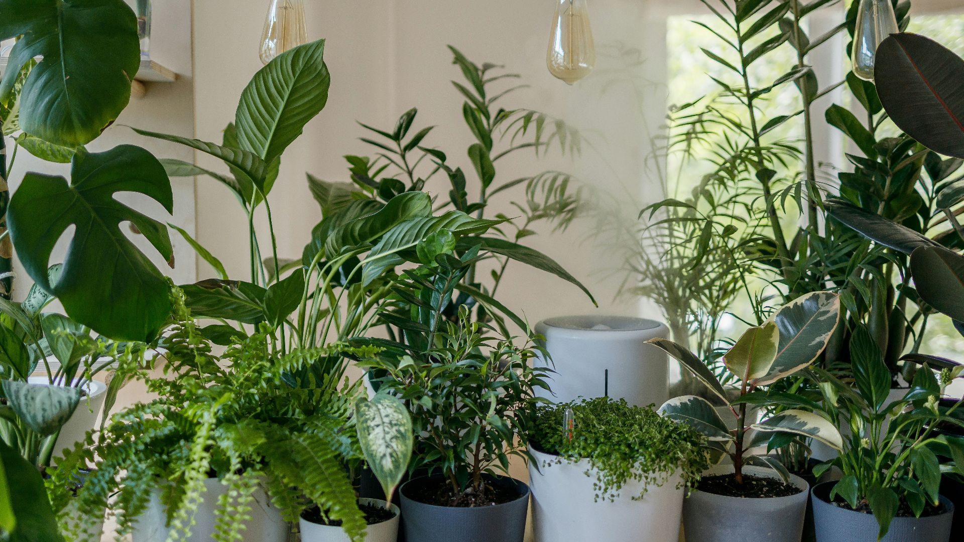 green plant in white ceramic pot