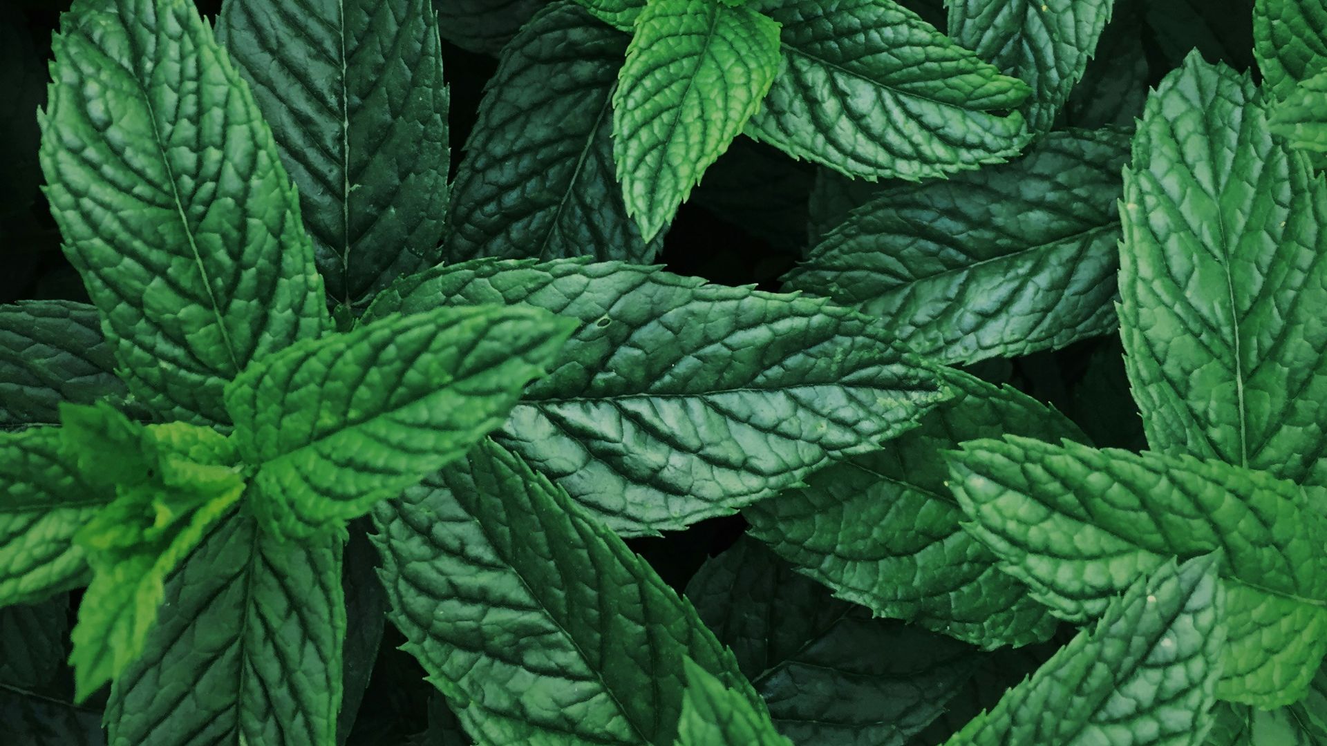 20 “Grandma Cures” That Came Back - HealthByWealth