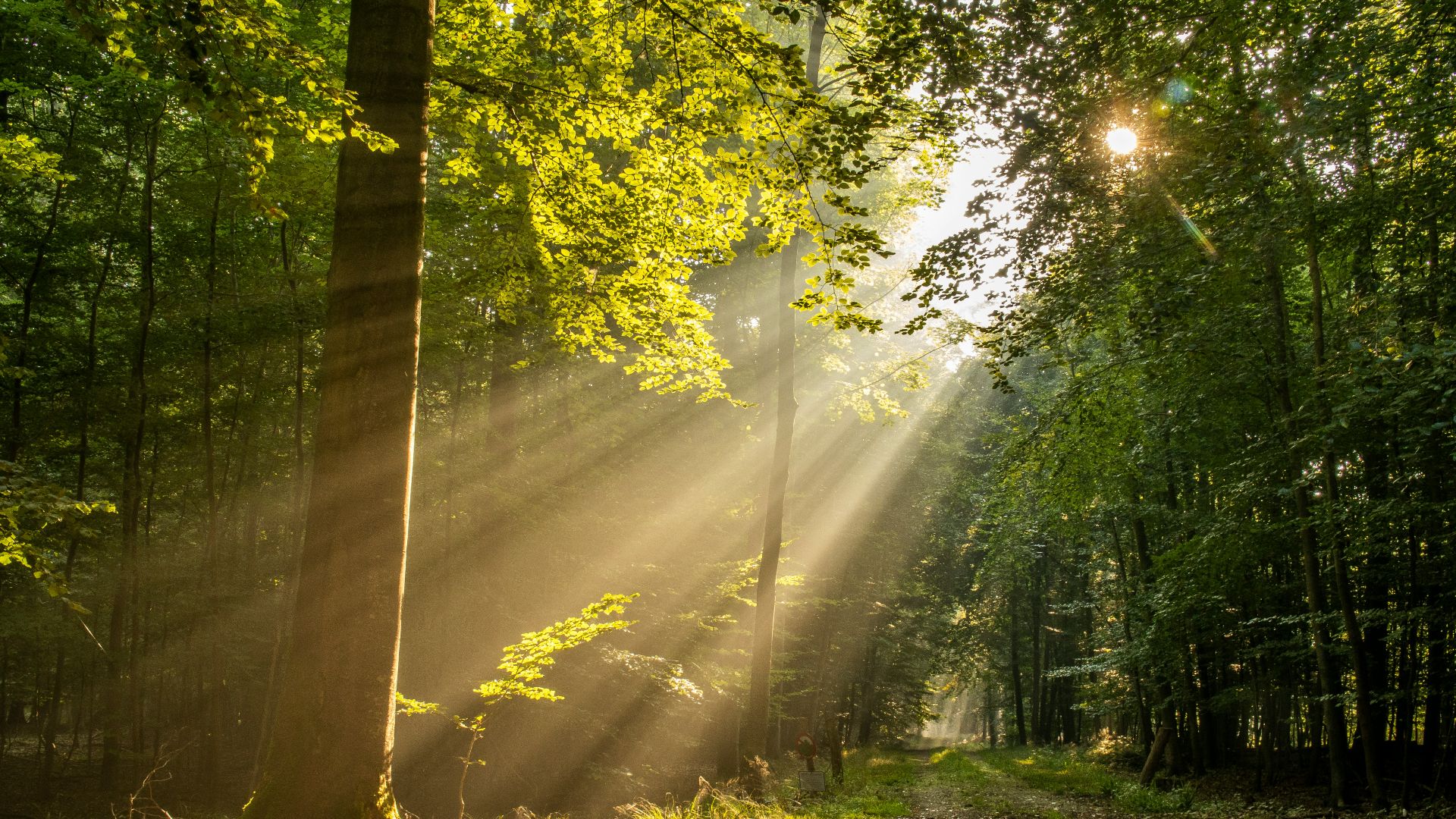 green trees and brown dried leaves during daytime