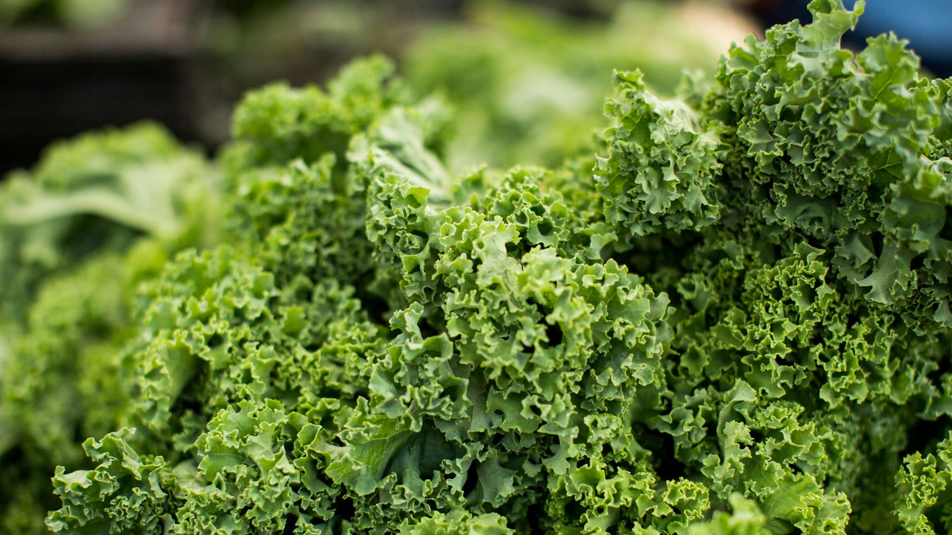 macro shot photography of lettuce