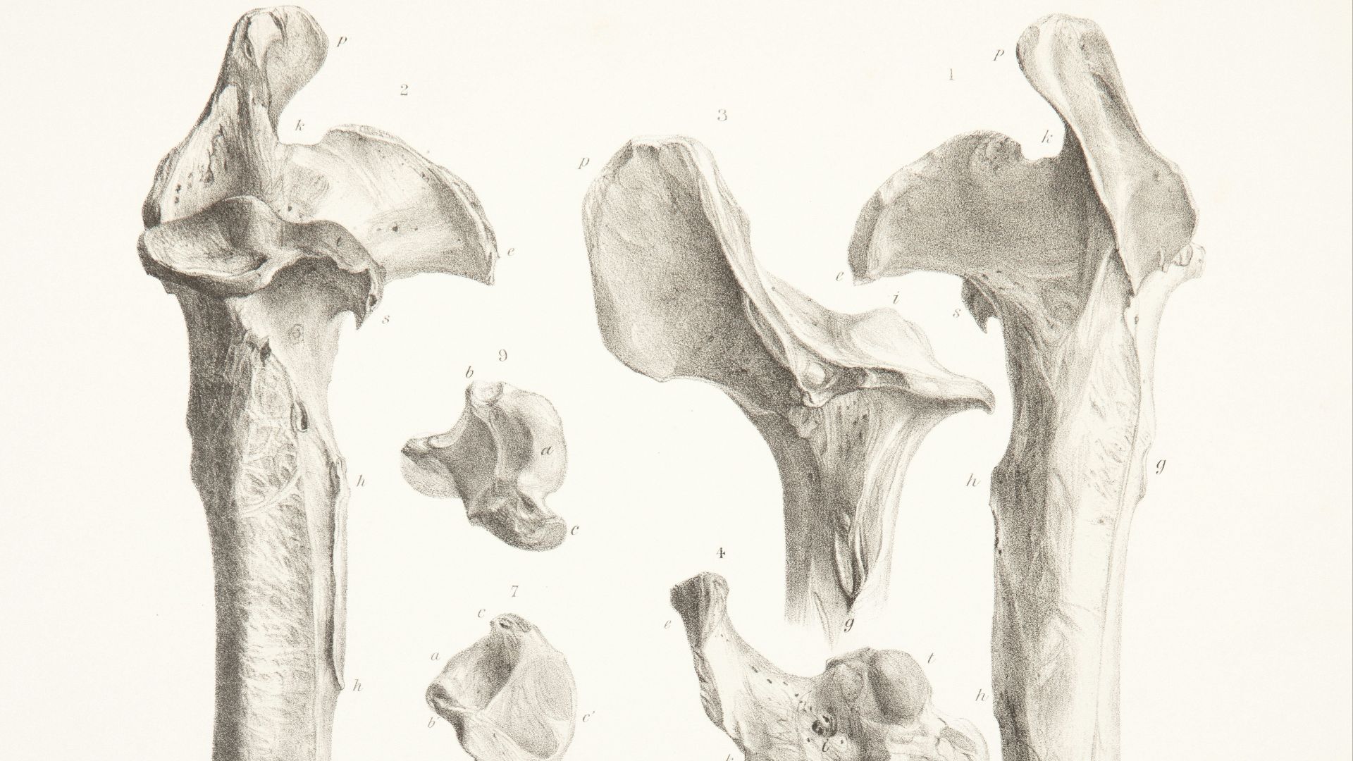 Collection of anatomical bone illustrations on a white background