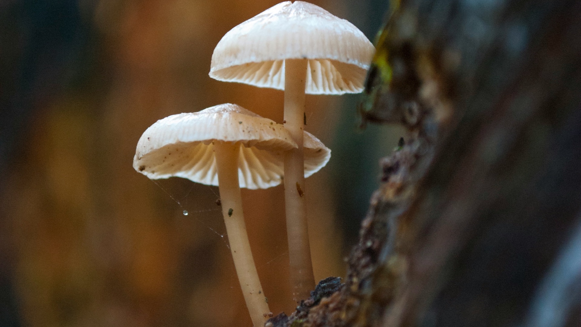 1786998505bfdb618d1b841ecc8f54f3eb6b65a698f3a86c37.jpg