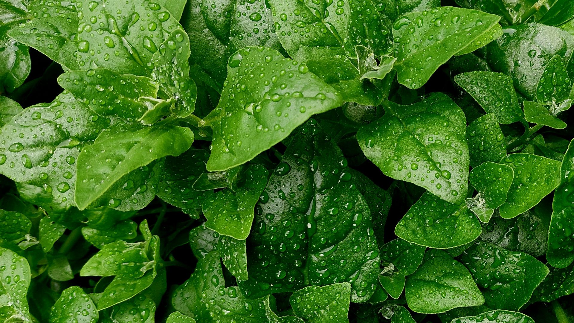 a close up of some leaves
