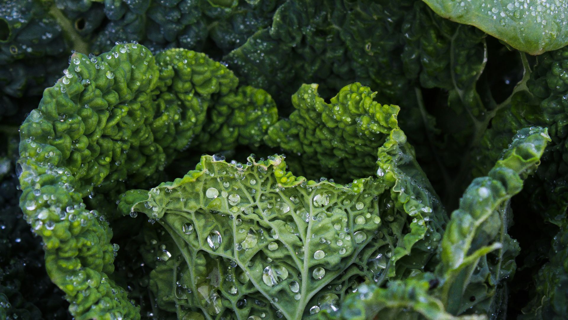 green leaf plant in close up photography