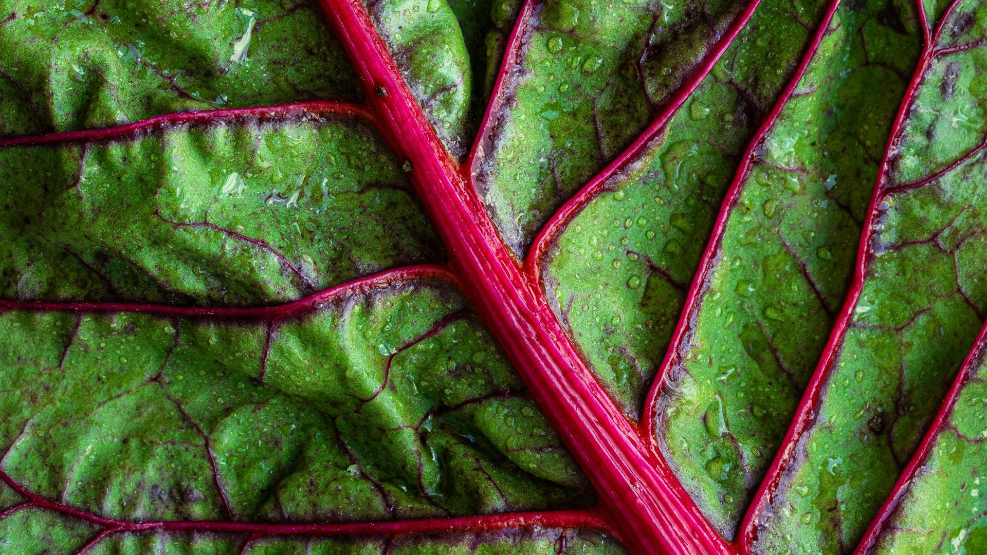 green vegetable leaf