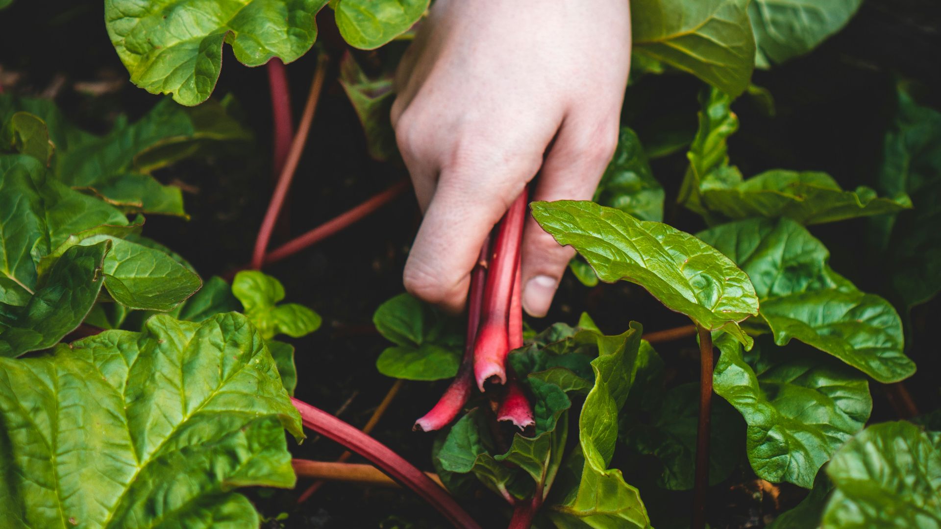 person holding red chili plant