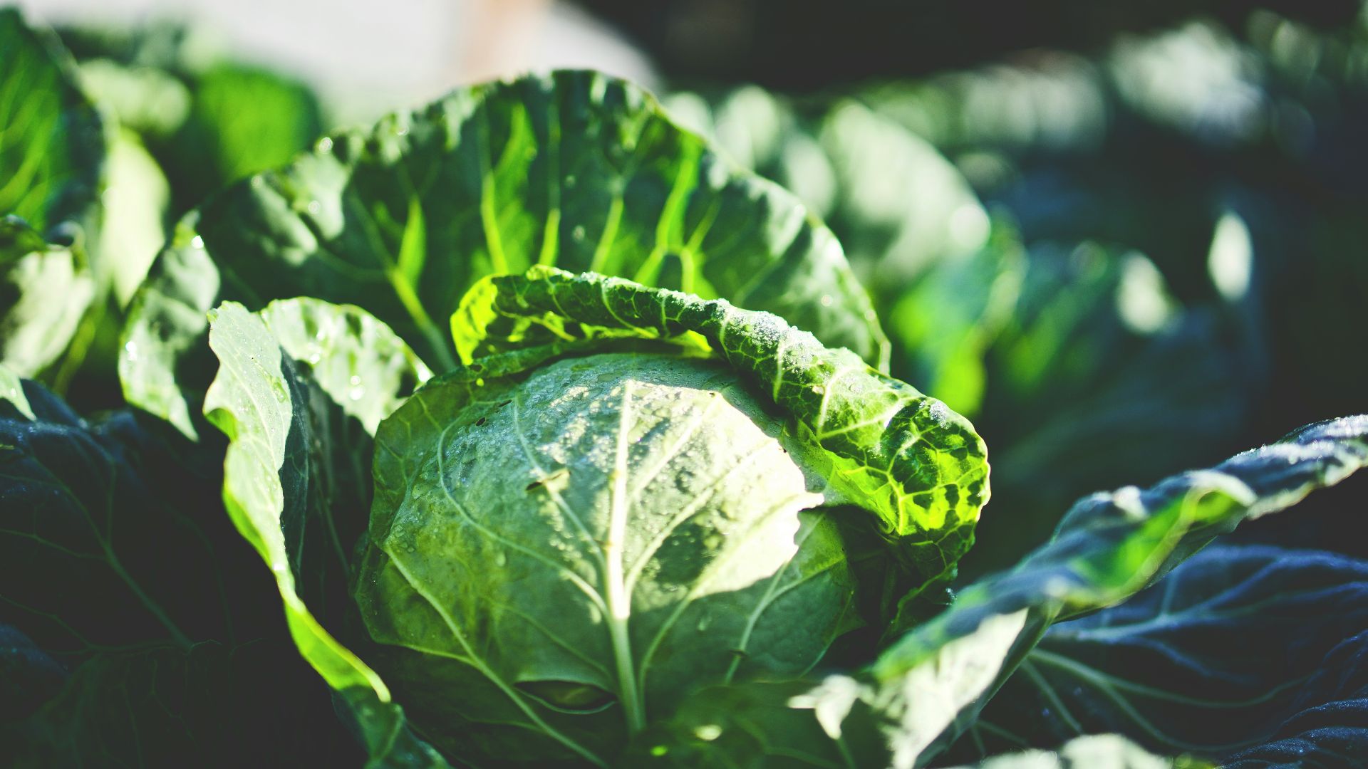 green cabbage in shallow focus shot