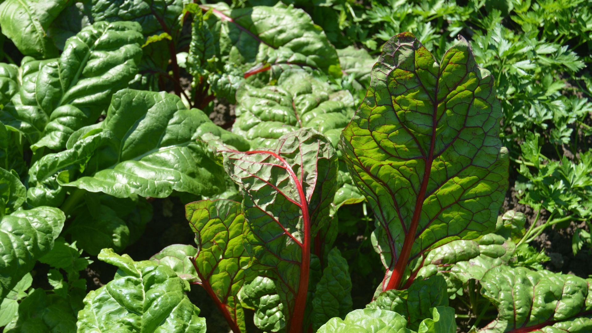 a close up of a green leafy plant in a garden