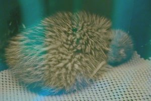 Rowi_chick_Okarito_Kiwi_in_rearing_facility_at_West_Coast_Wildlife_Centre-300x200.jpg