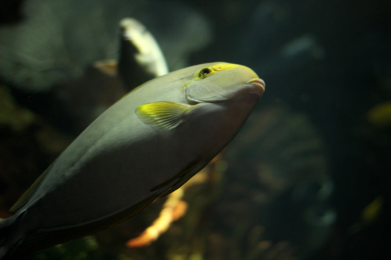 Pexels-Emmanuel-Newton-1837544977-28797466