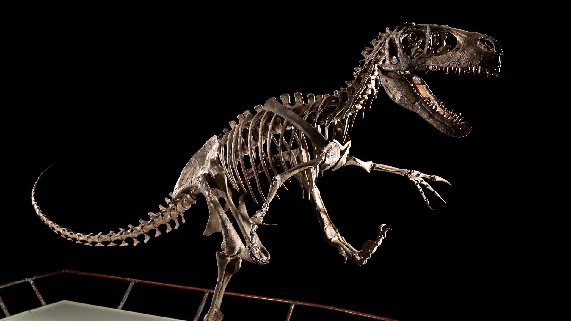 File:BYU Utahraptor skeletal mount.jpg