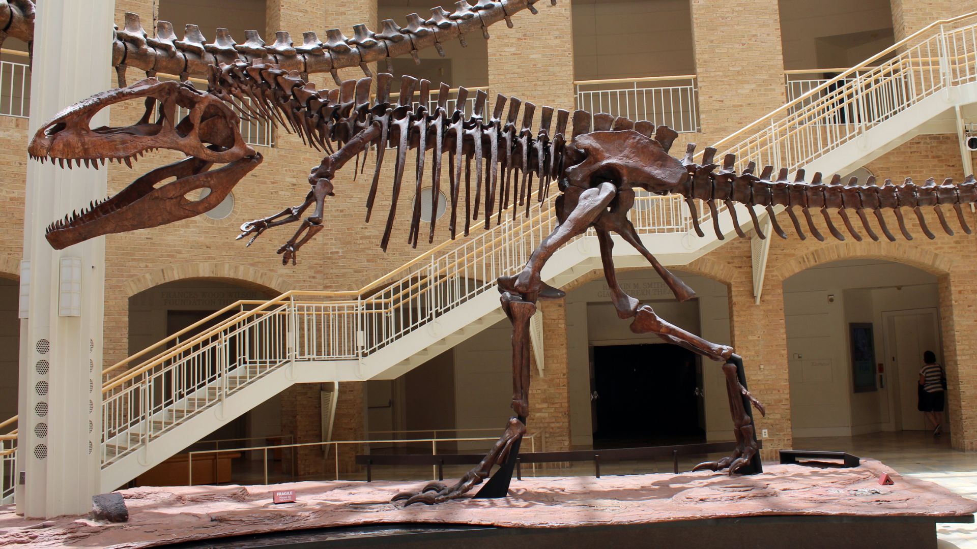 File:Giganotosaurus at Fernbank.jpg