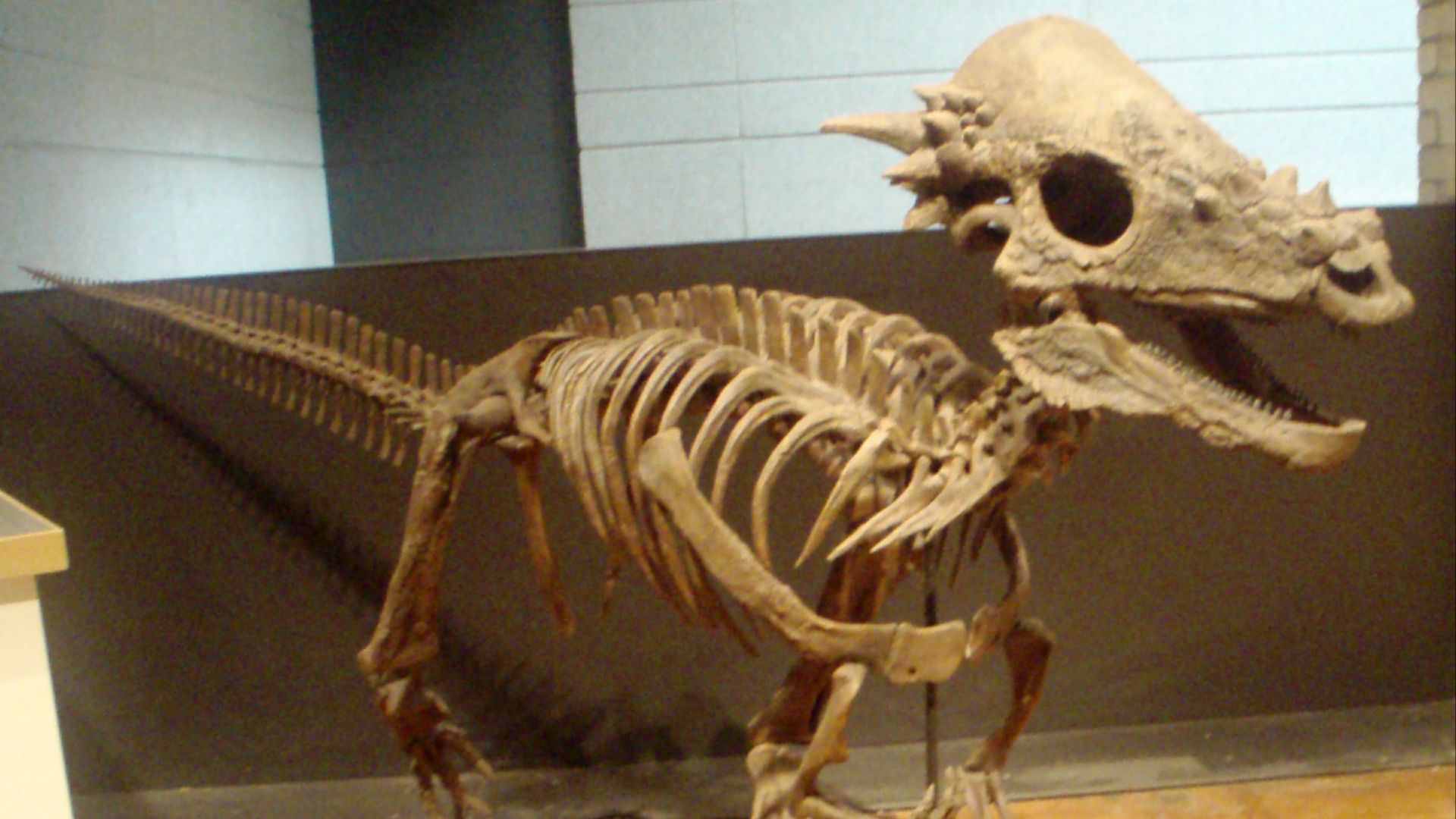 File:Pachycephalosaurus RoyalOntarioMuseum.png