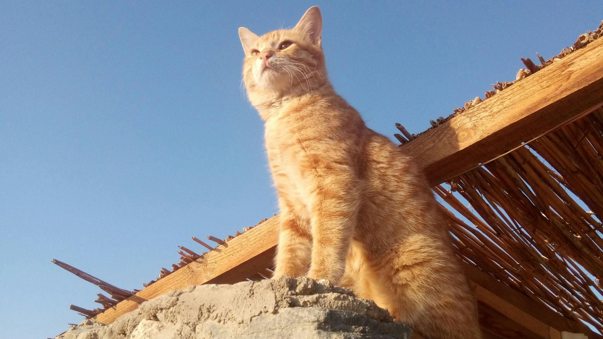 orange tabby cat on gray concrete wall during daytime
