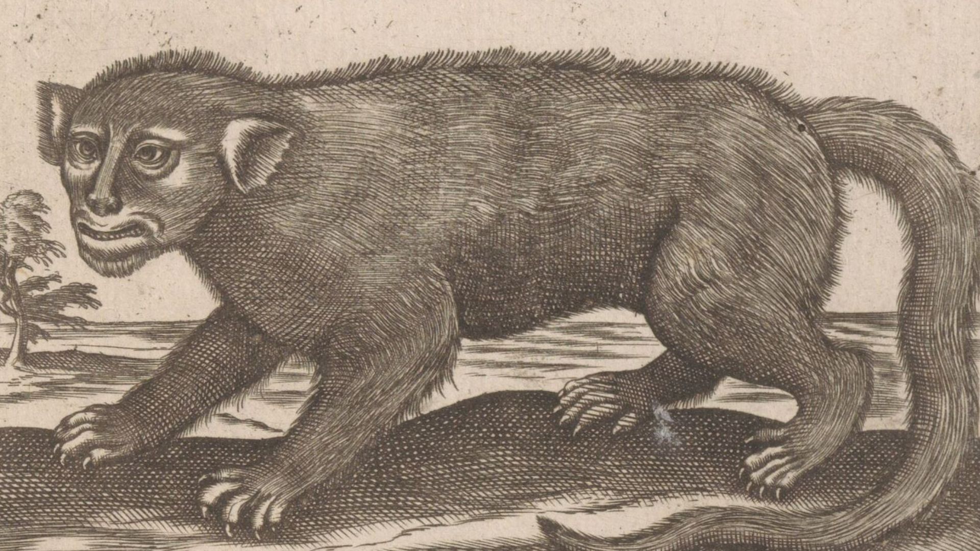 File:Manticore, RP-P-H-H-582.jpg