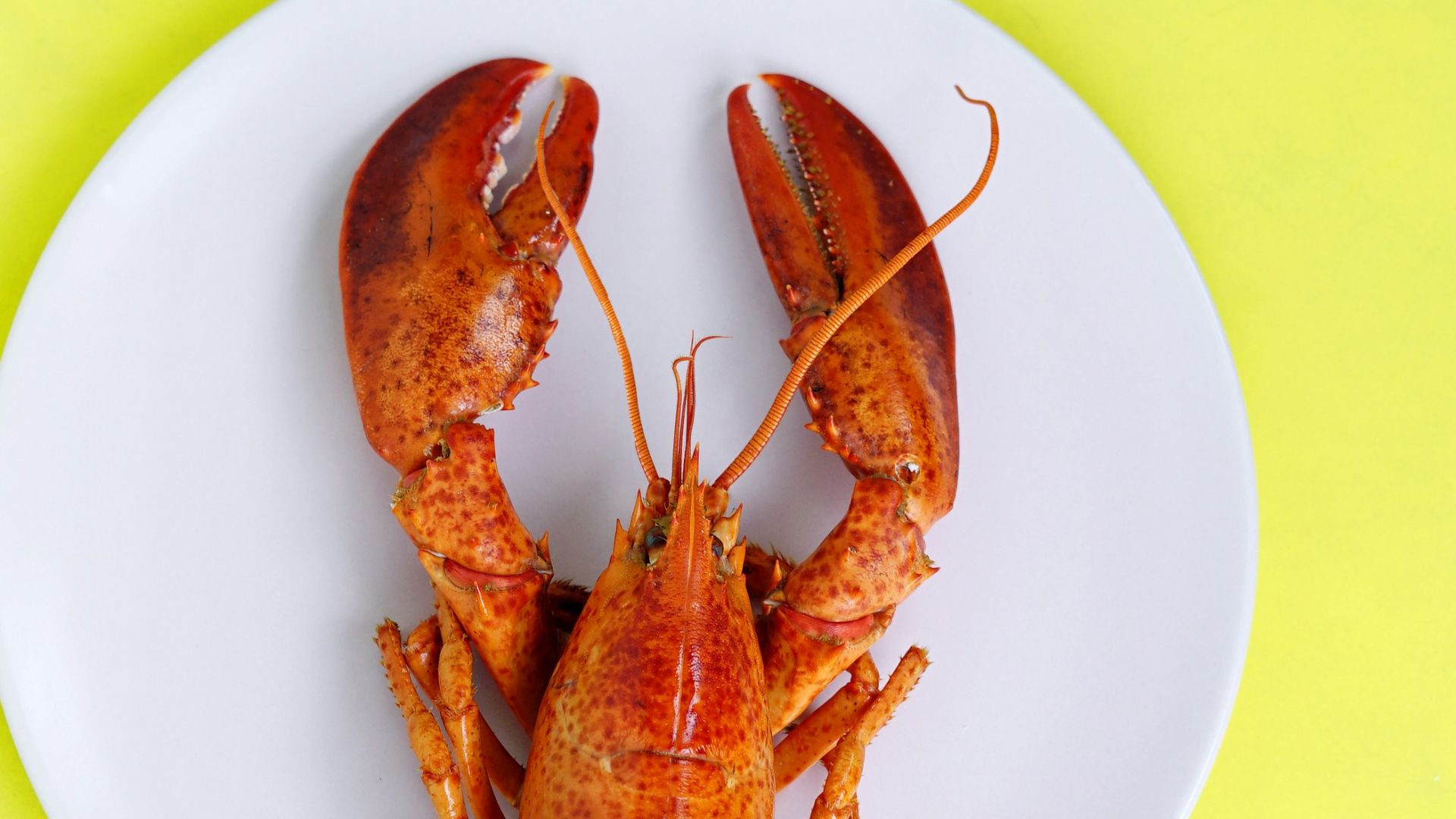 lobster on white saucer