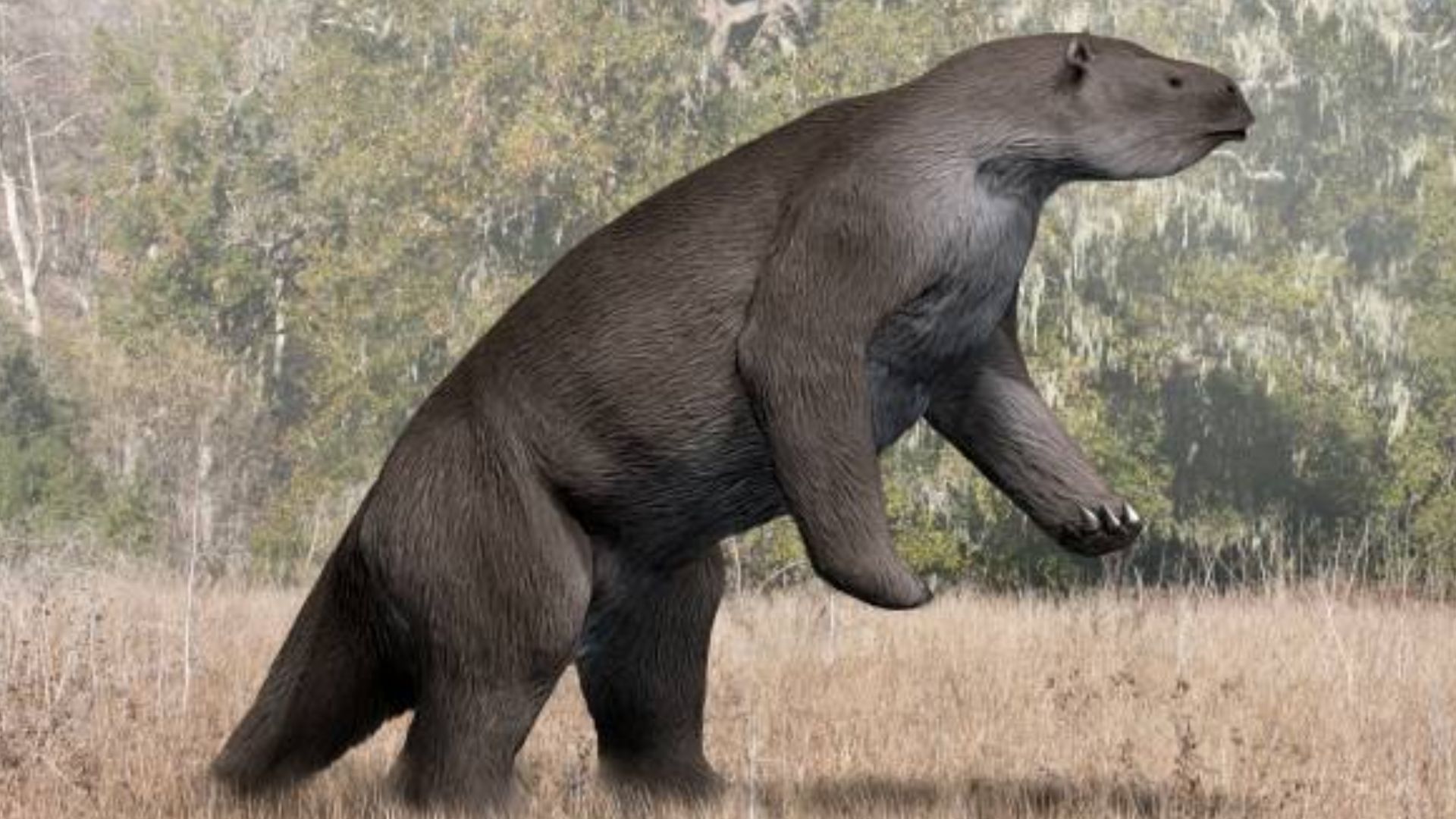 File:Megatherium NT small.jpg