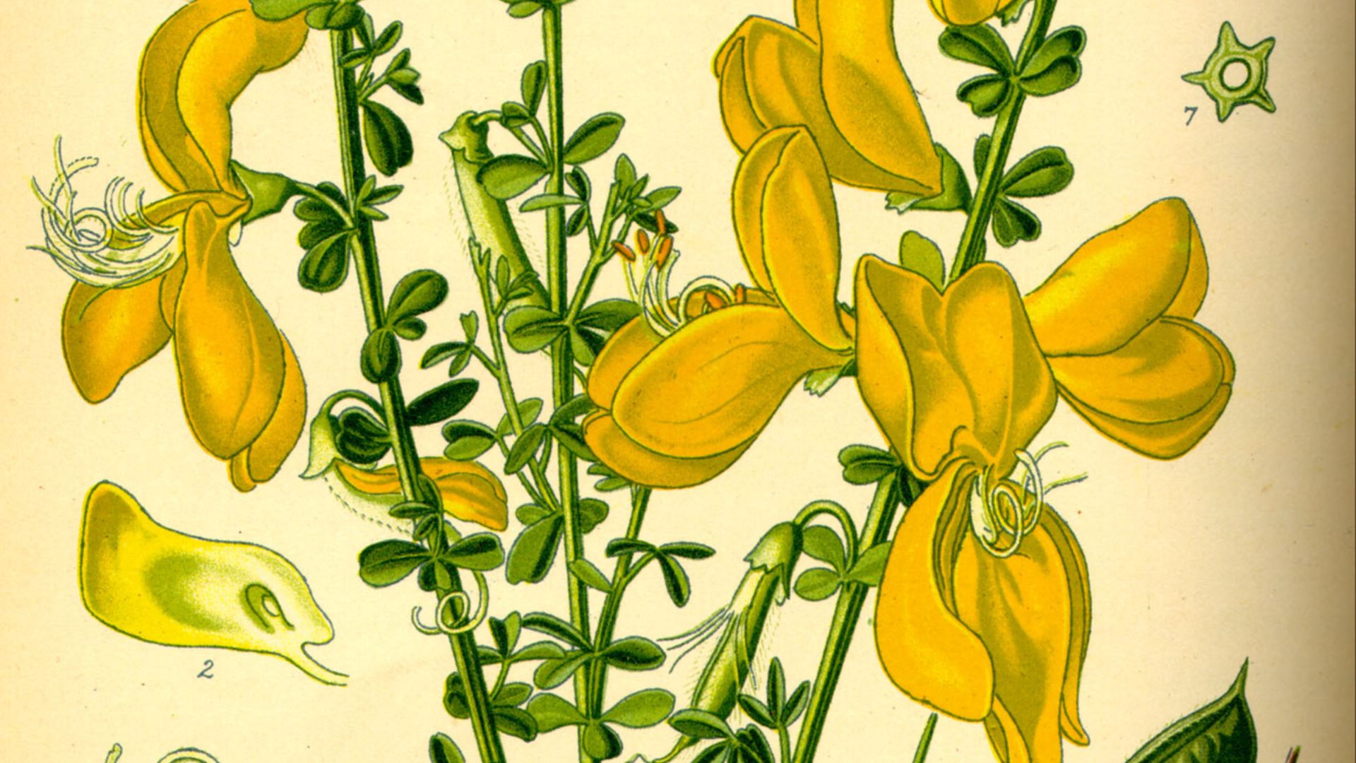 File:Illustration Cytisus scoparius0.jpg