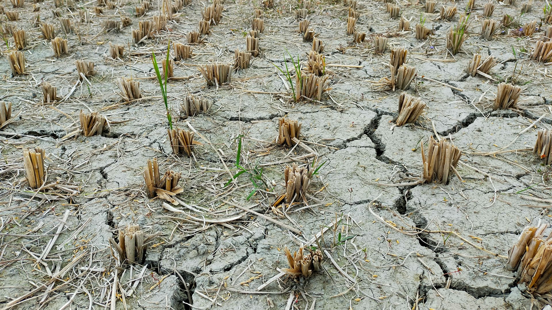 a large field of dead plants in the middle of the day