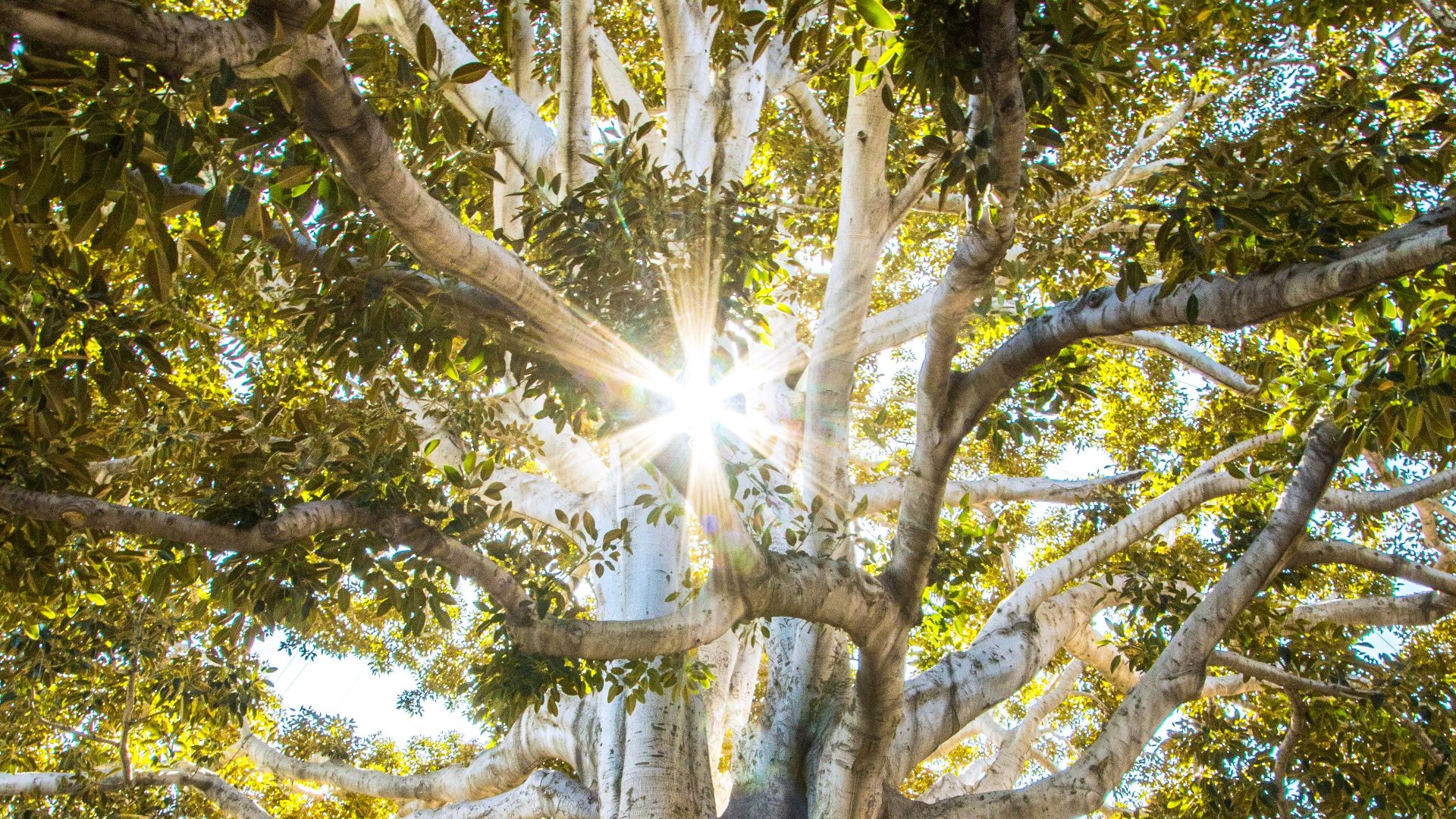 sun light passing through green leafed tree