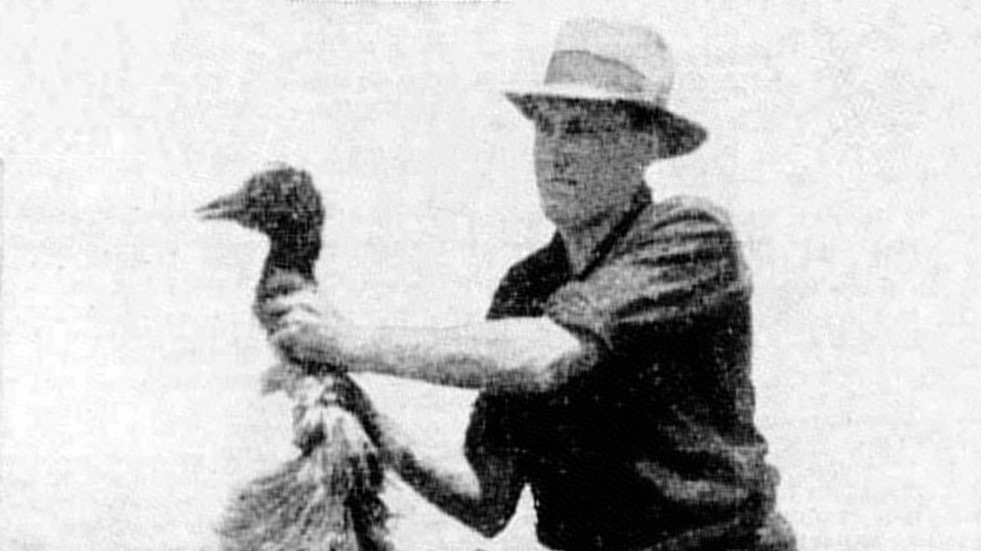 File:Deceased emu during Emu War.jpg