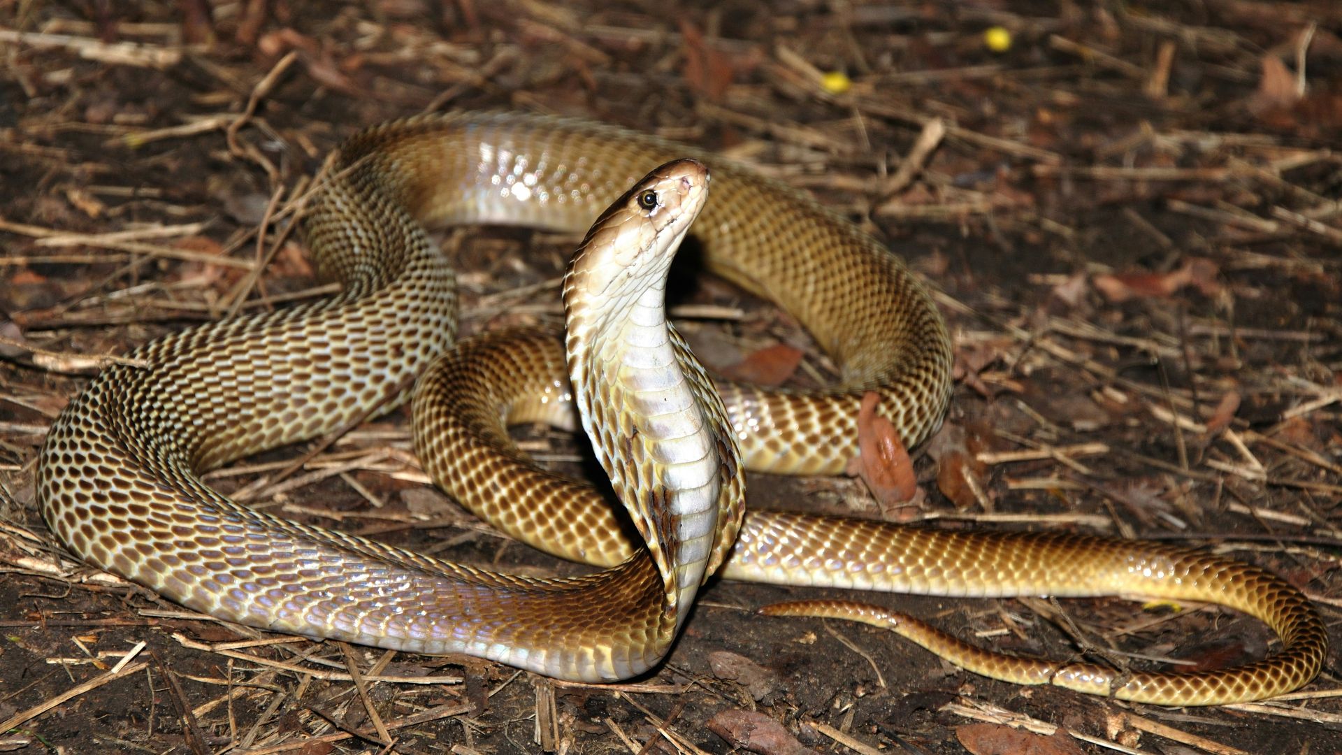 a snake on the ground