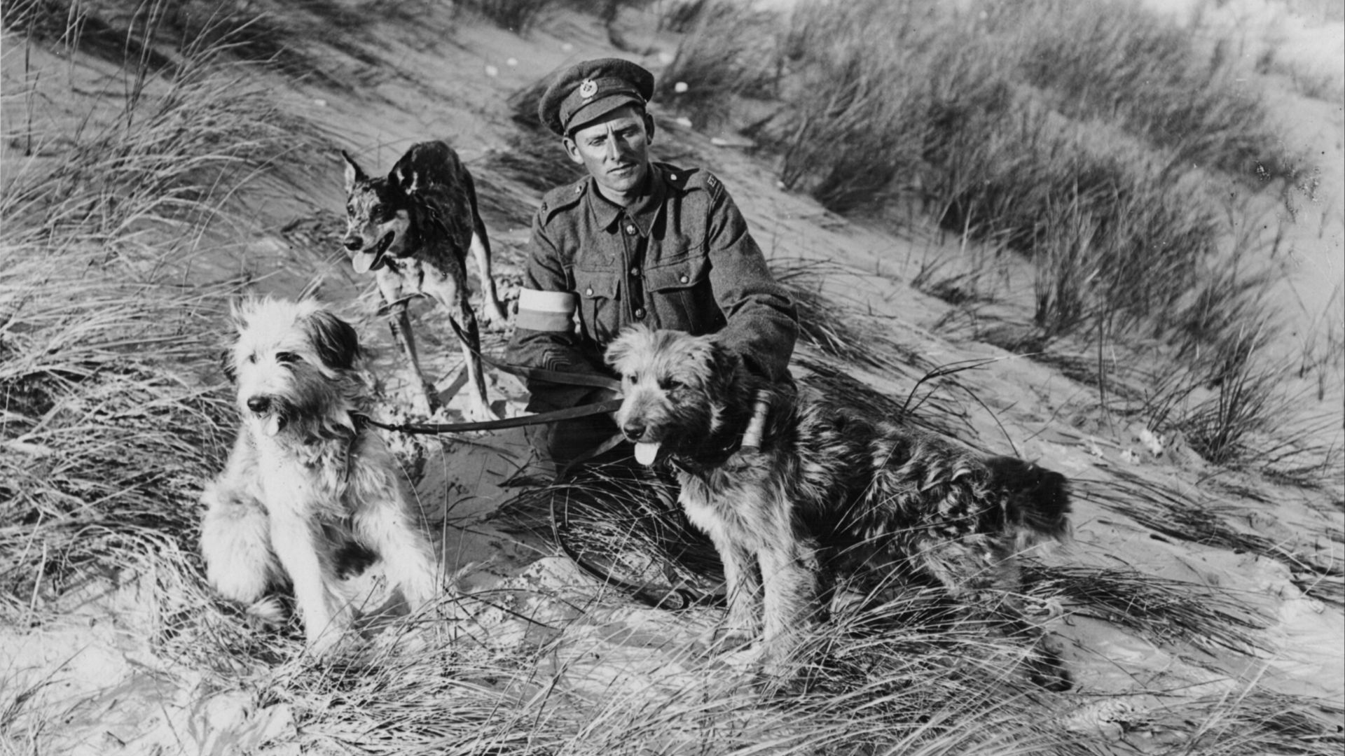 File:British messenger dogs with their handler, France, during World War I (2957940591).jpg