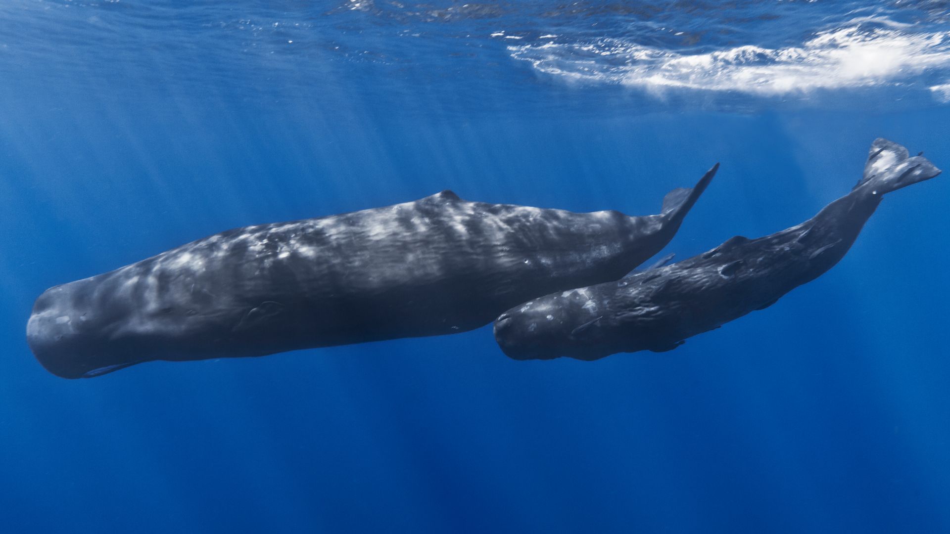 File:Mother and baby sperm whale.jpg