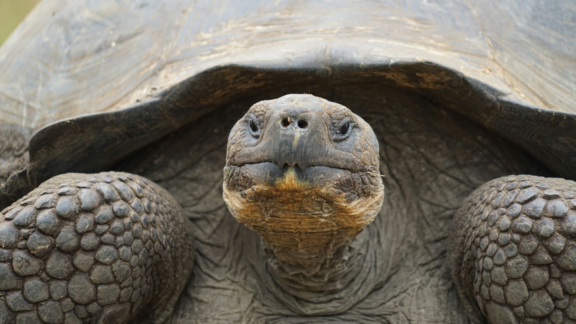 a close up of a tortoise looking at the camera