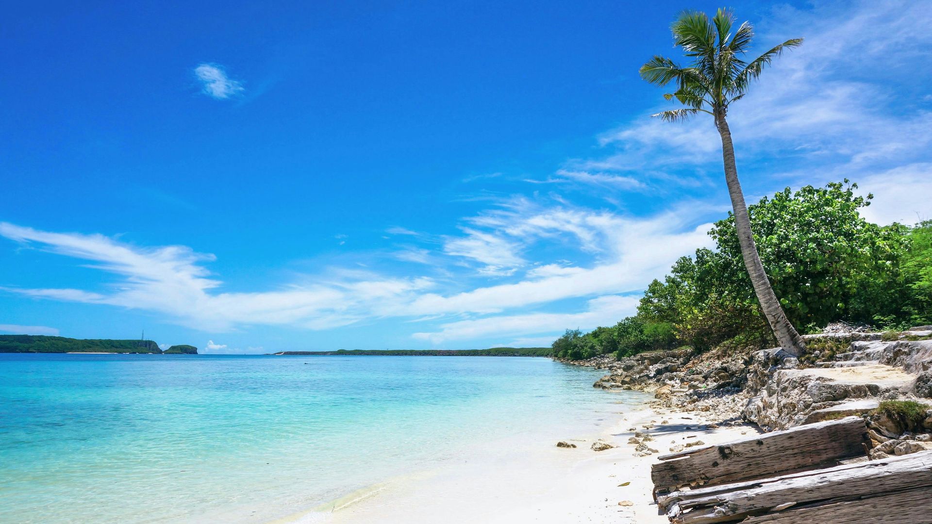 green palm tree near body of water during daytime