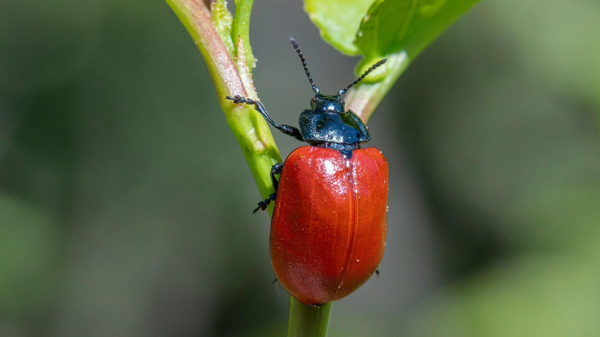 a close up of a bug on a leaf