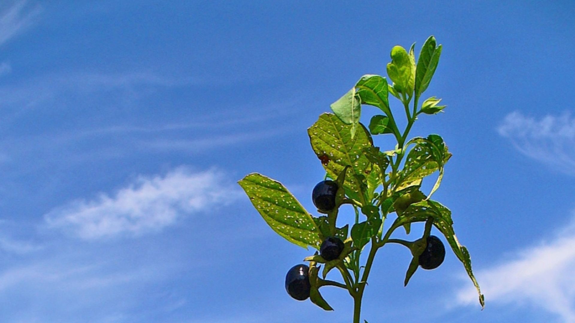 File:Atropa belladonna 003.JPG