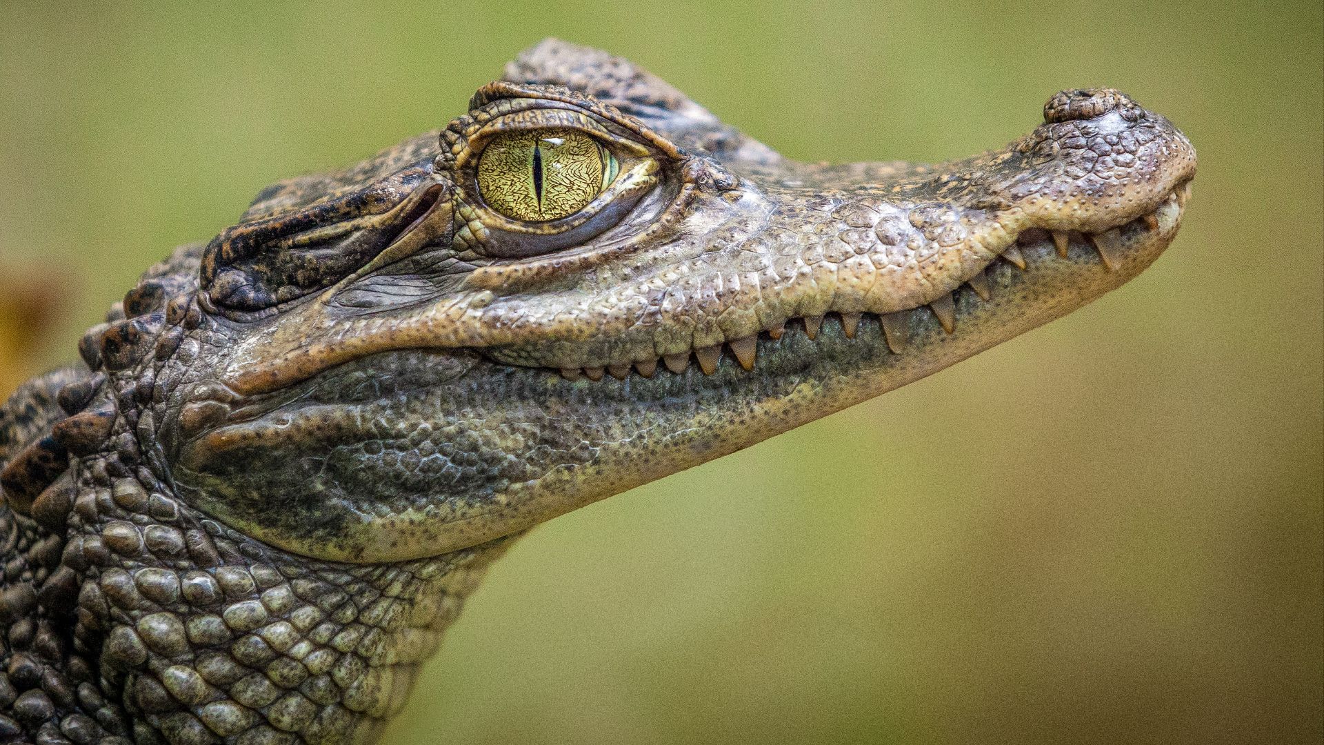 selective focus photography of crocodile