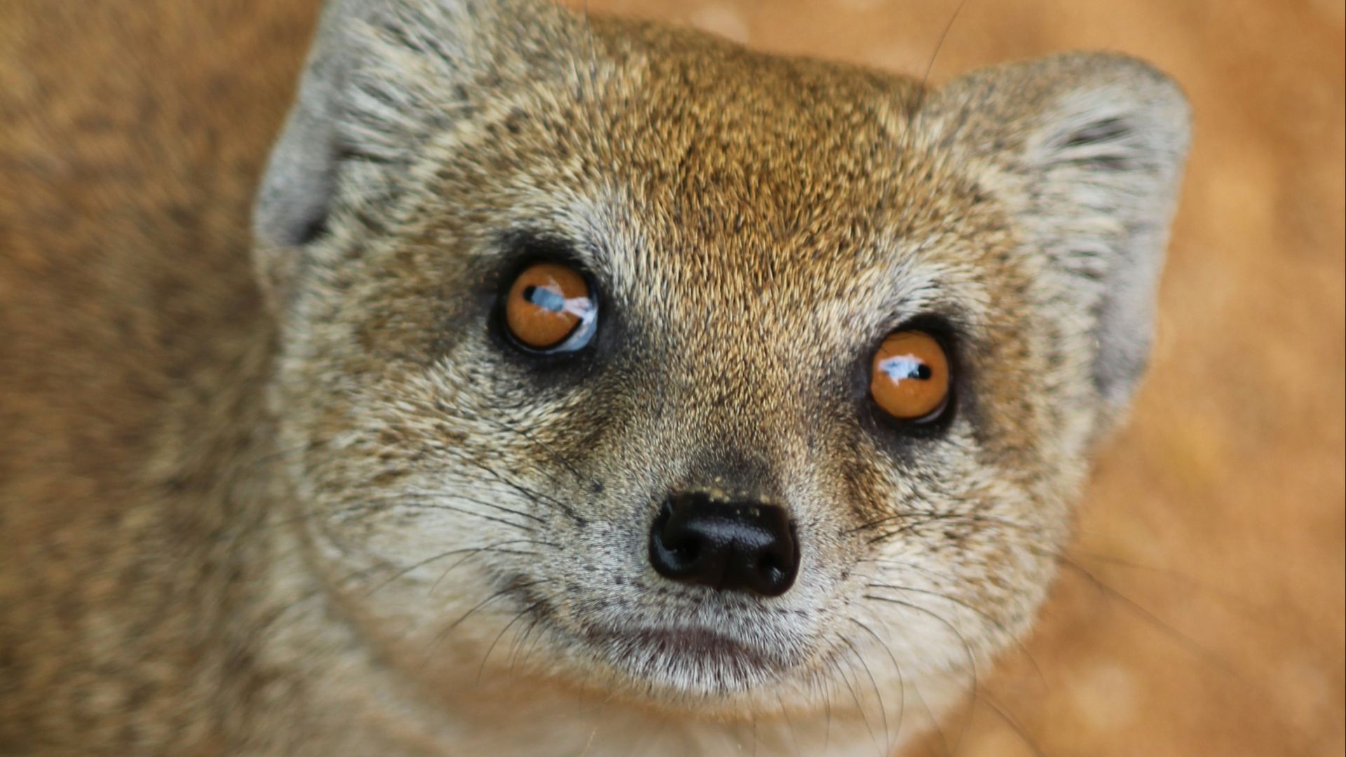 brown animal standing on brown field