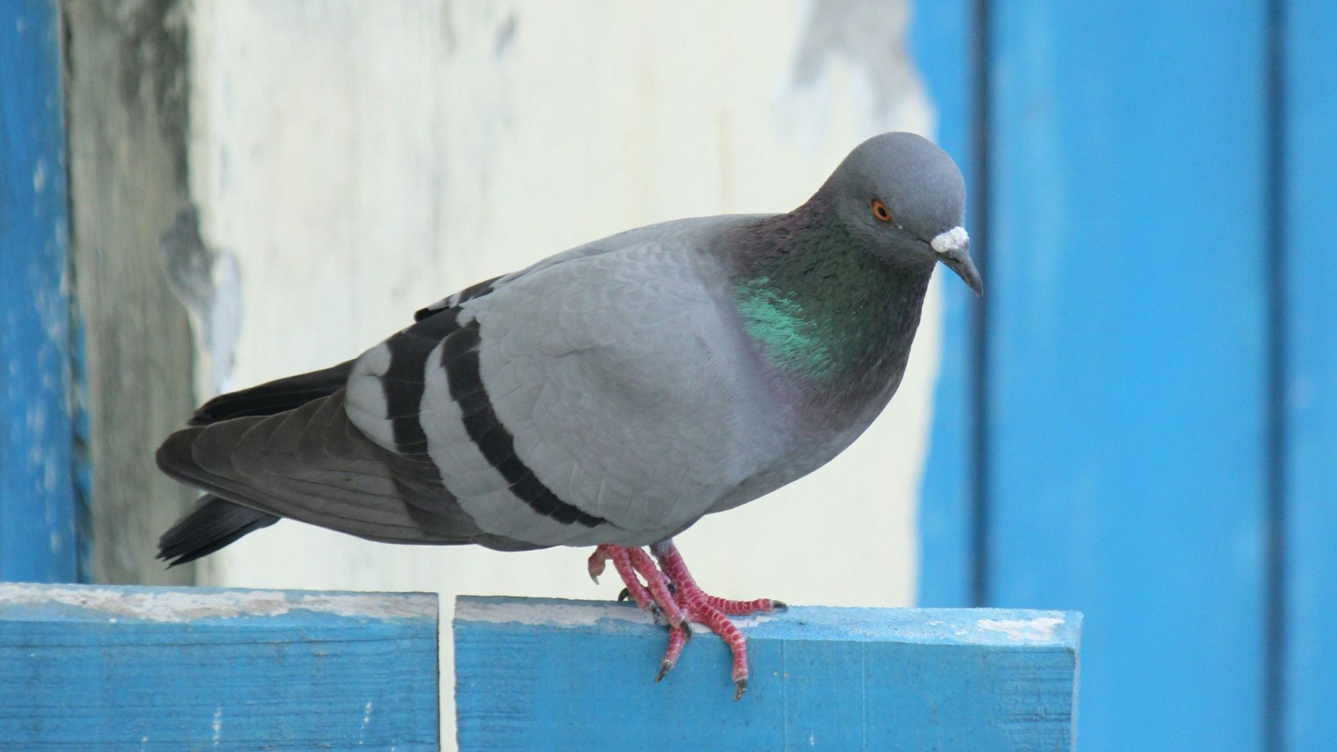 a pigeon is perched on a blue fence