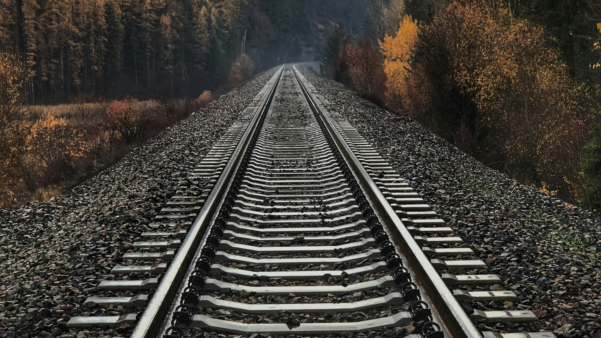 railway between tall trees