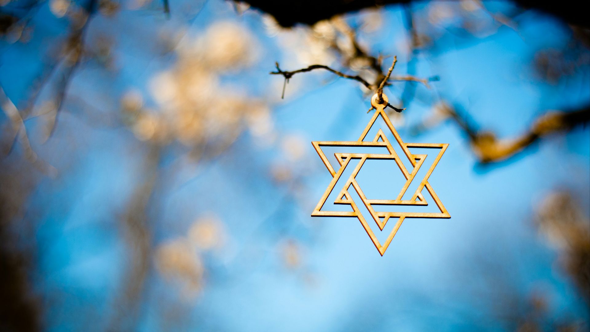 white and brown star on brown tree branch