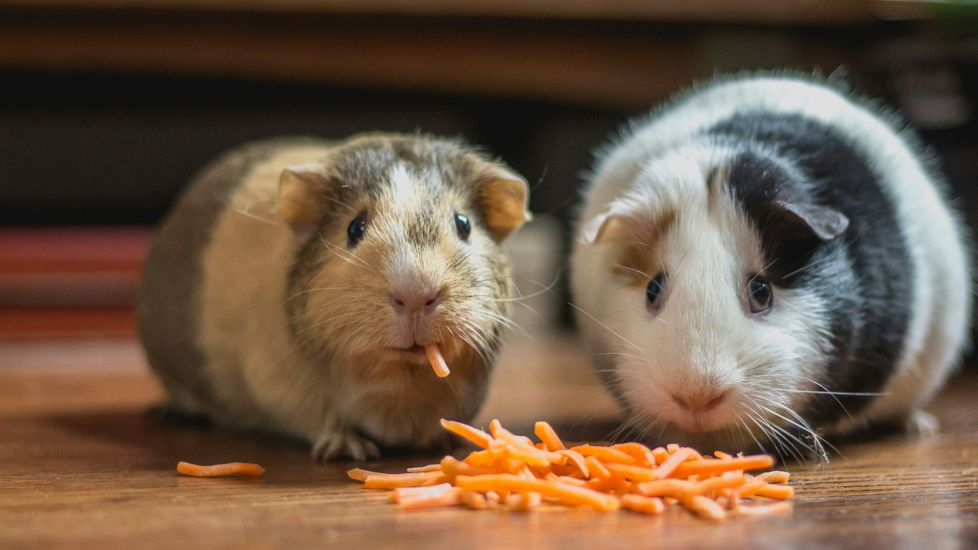two guinea pigs eating carrot
