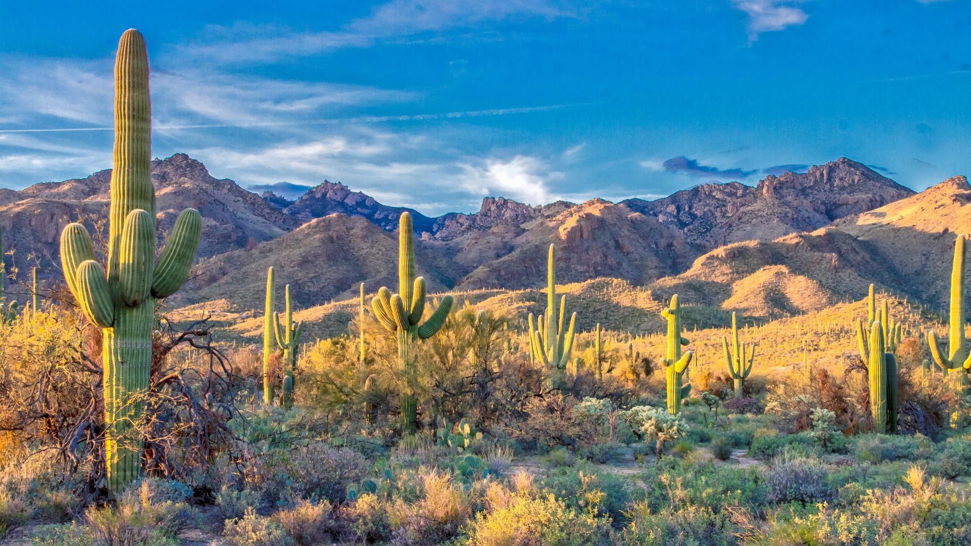 green plants on brown field near brown mountains under blue sky during daytime