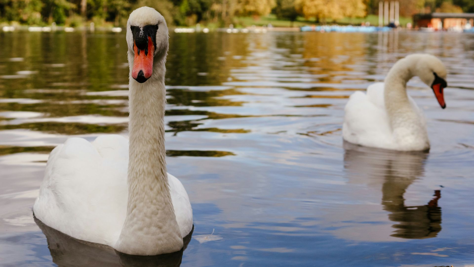 a couple of swans in a lake