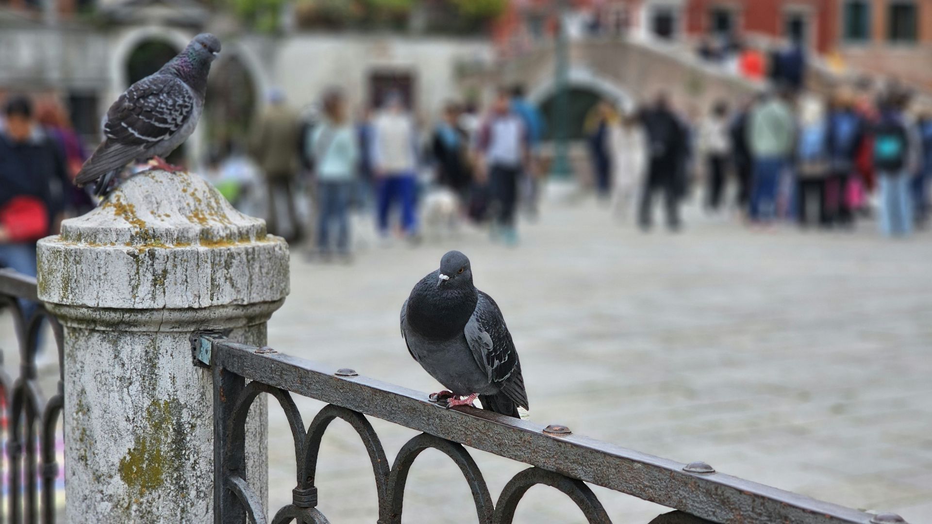 A couple of birds sitting on top of a metal fence