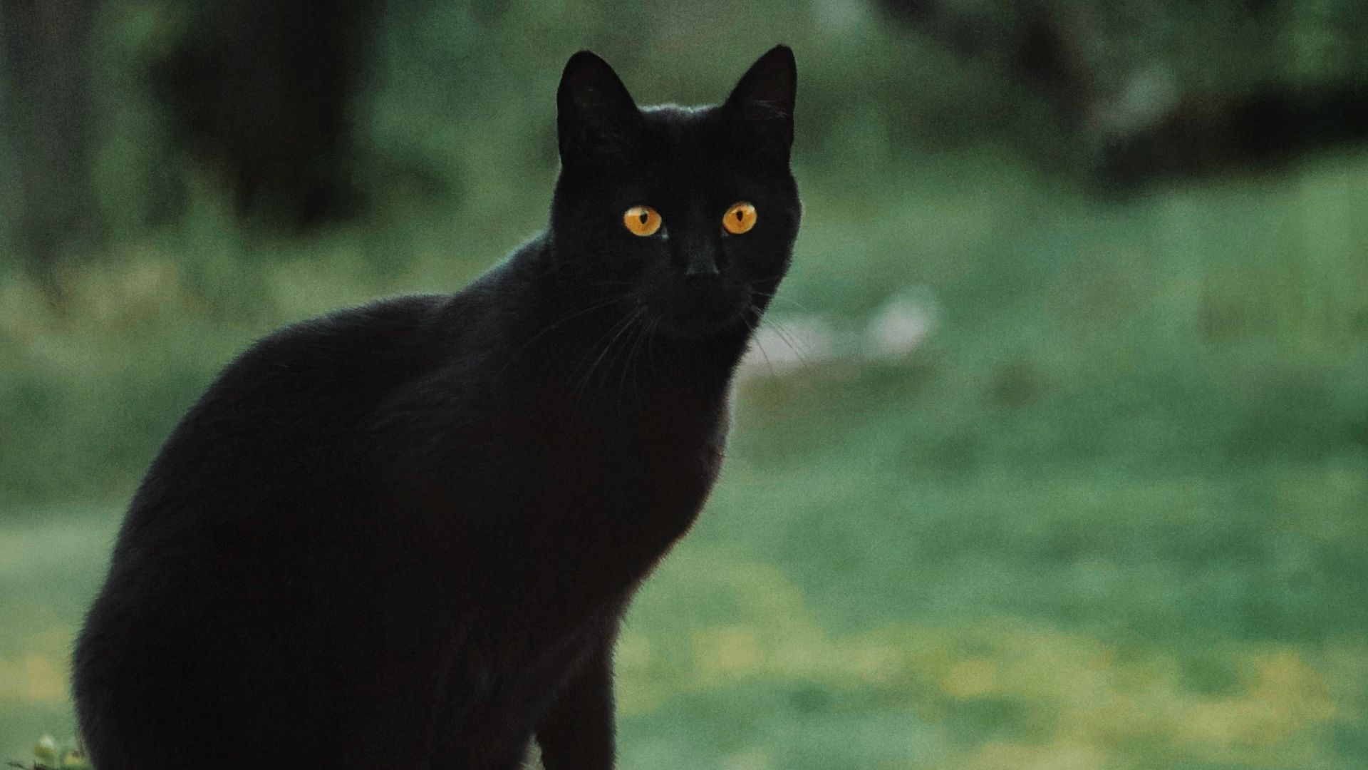 a black cat sitting on top of a wooden bench