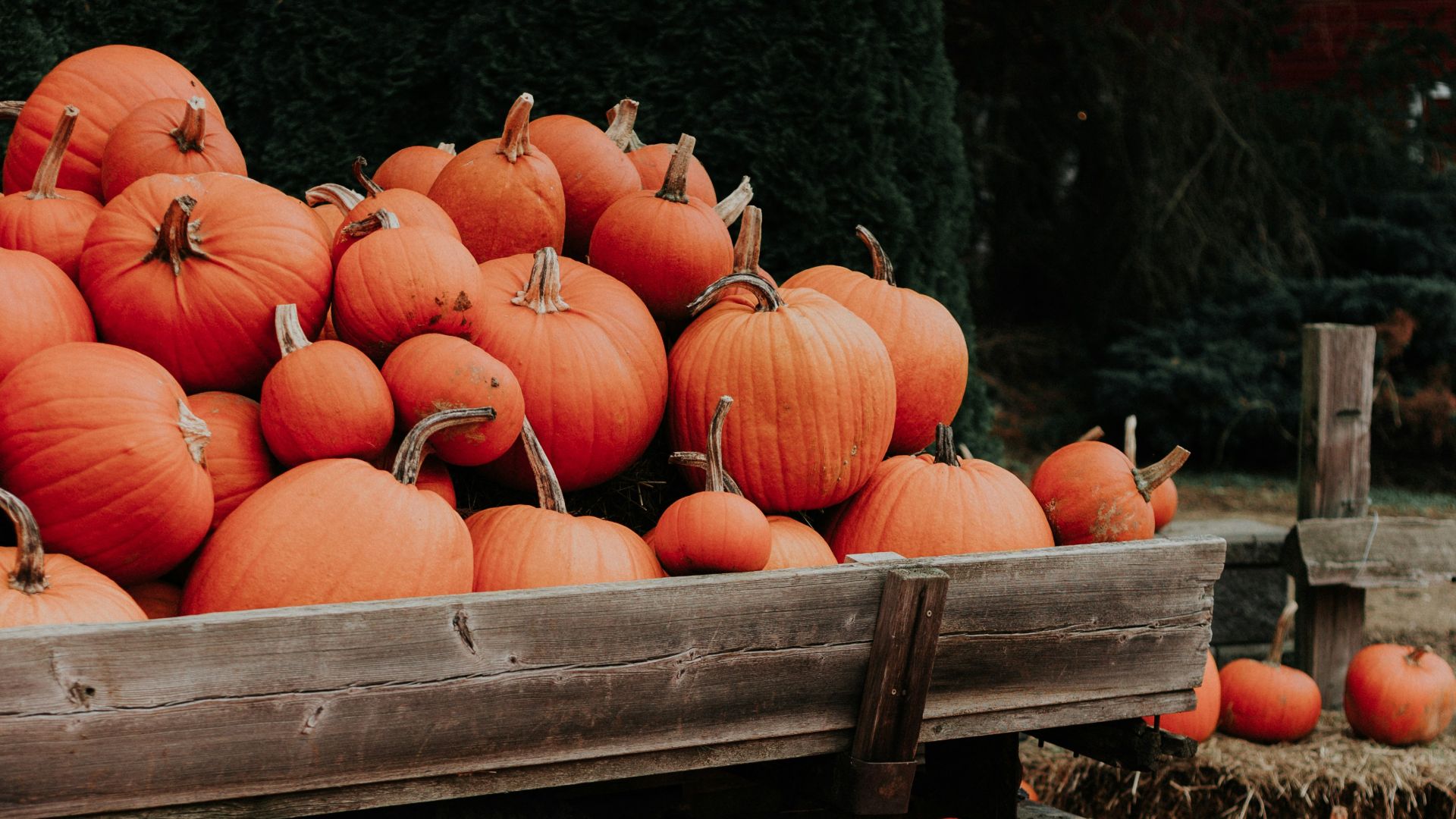 bunch of orange squash