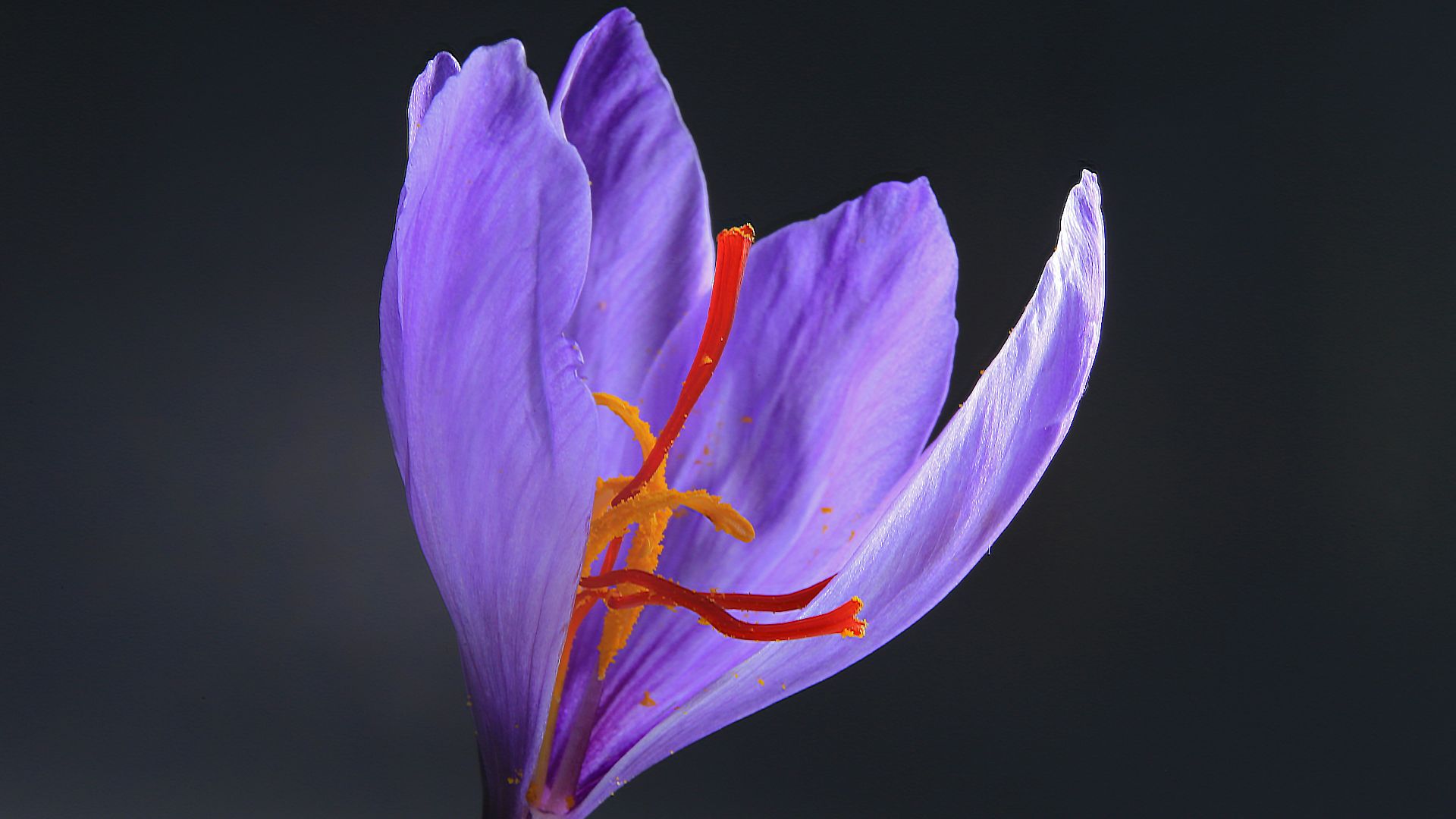 purple flower with black background