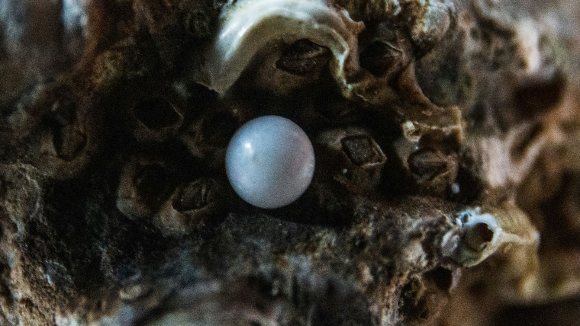 white egg on brown and black surface