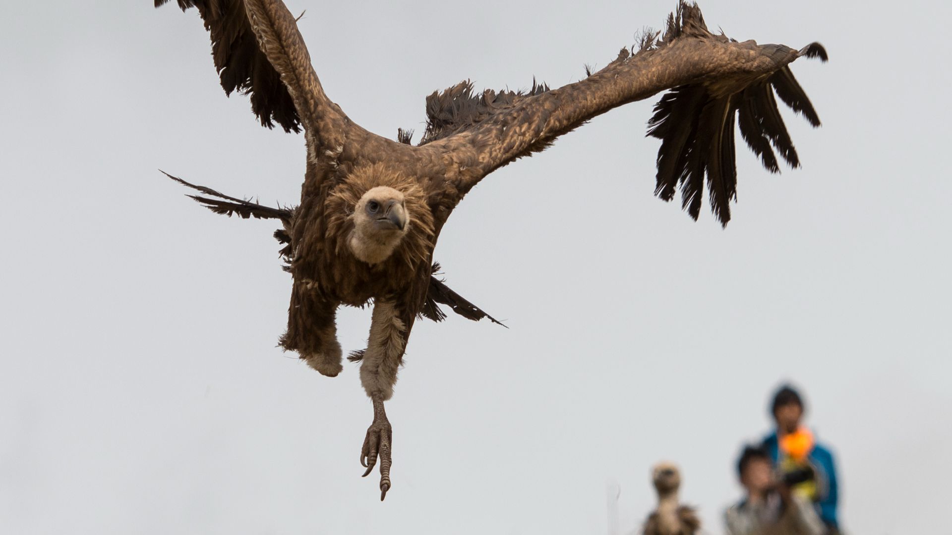 File:1 seda sertar 2013i.jpg