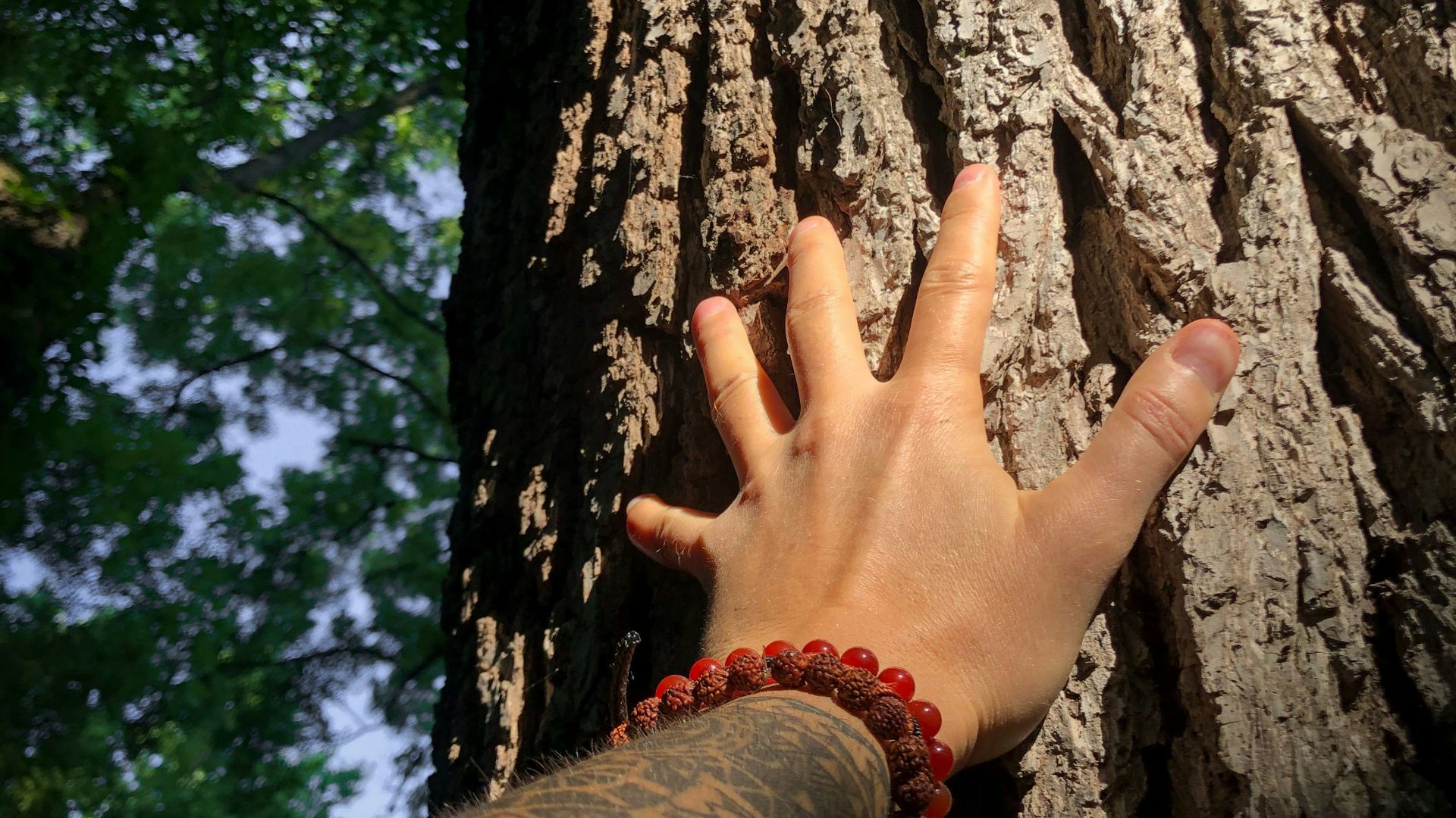 a hand reaching up to a tree trunk