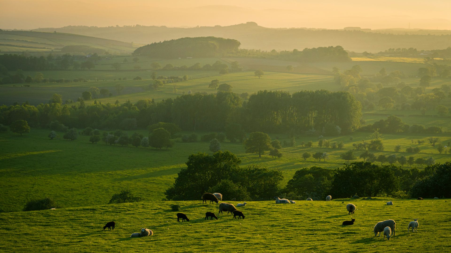 herd of sheep on green grass field during daytime